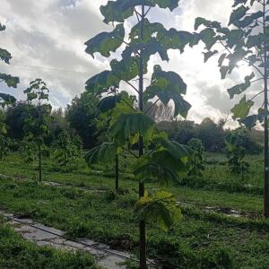 Paulownia en France - 20 October 2025