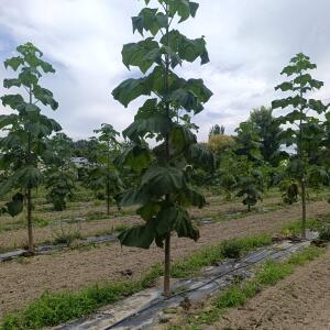 Paulownia en France - 7 September 2025