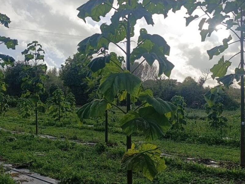 Paulownia en France