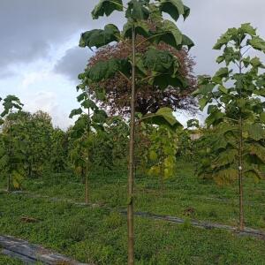 Paulownia en France - 20 October 2025