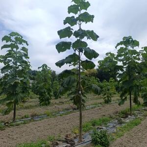 Paulownia en France - 7 September 2025