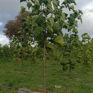 Paulownia en France - 20 October 2025
