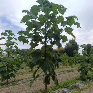 Paulownia en France - 7 September 2025
