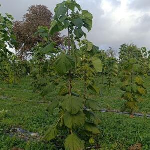 Paulownia en France - 20 October 2025