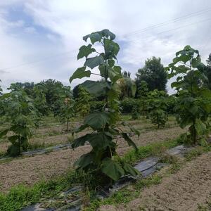 Paulownia en France - 7 September 2025