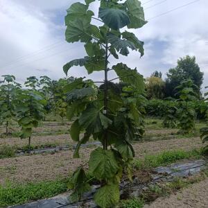 Paulownia en France - 7 September 2025