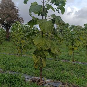 Paulownia en France - 20 October 2025
