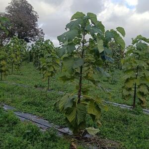 Paulownia en France - 20 October 2025