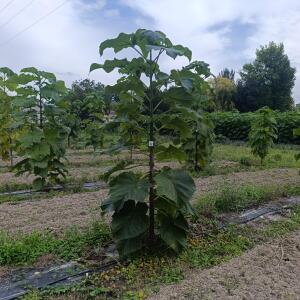 Paulownia en France - 7 September 2025