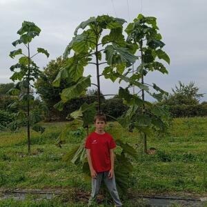 Paulownia en France - 19 October 2025