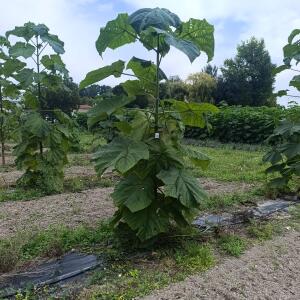 Paulownia en France - 7 September 2025