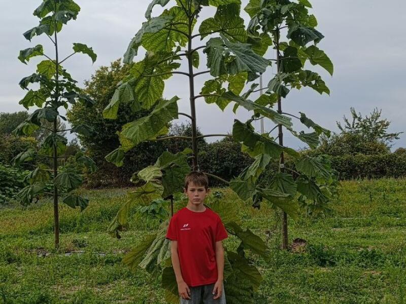Paulownia en France
