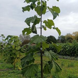 Paulownia en France - 19 October 2025