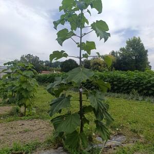 Paulownia en France - 7 September 2025
