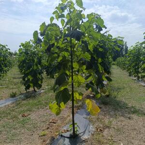 Paulownia en France - 26 August 2025