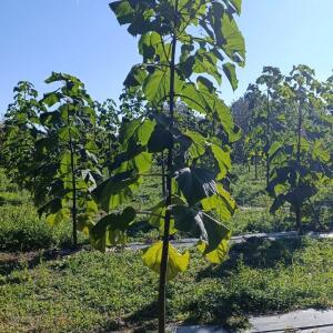 Paulownia en France - 17 October 2025