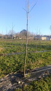 Paulownia en France - 4 January 2026