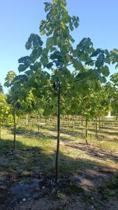 Paulownia en France