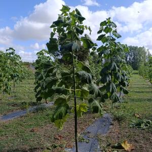 Paulownia en France - 29 August 2025