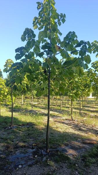 Tree #1067