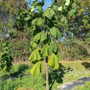 Paulownia en France - 17 October 2025