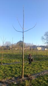 Paulownia en France - 4 January 2026