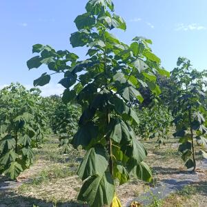 Paulownia en France - 26 August 2025