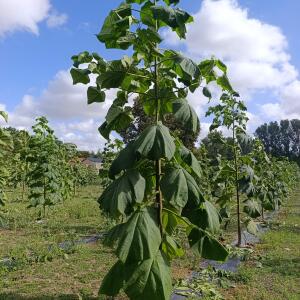 Paulownia en France - 29 August 2025