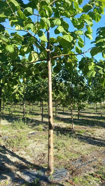 Tree #1068