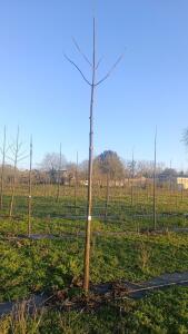 Paulownia en France - 4 January 2026