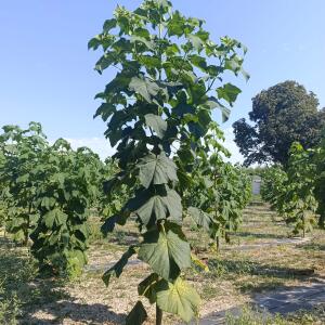 Paulownia en France - 26 August 2025