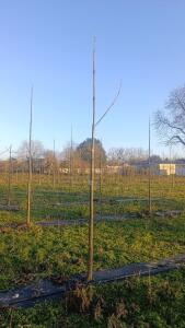 Paulownia en France - 4 January 2026