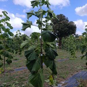 Paulownia en France - 29 August 2025