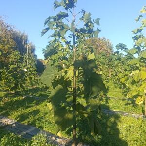 Paulownia en France - 17 October 2025