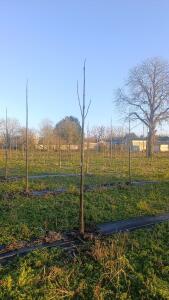 Paulownia en France - 4 January 2026