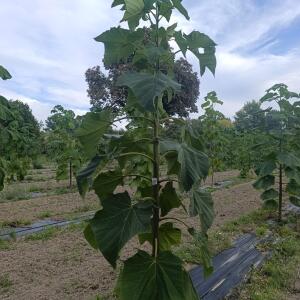 Paulownia en France - 7 September 2025