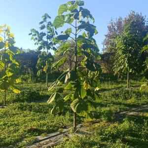 Paulownia en France - 17 October 2025