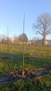 Paulownia en France - 4 January 2026