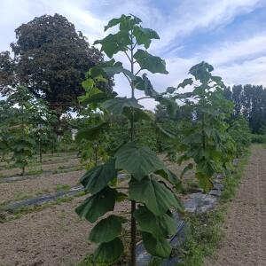 Paulownia en France - 7 September 2025