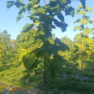 Paulownia en France - 17 October 2025