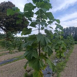 Paulownia en France - 7 September 2025