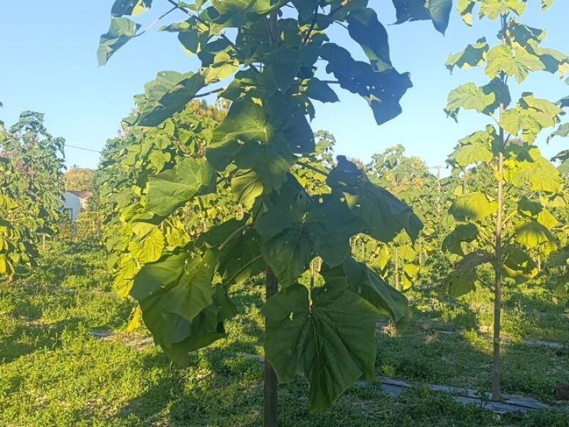 Paulownia en France