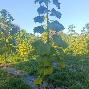 Paulownia en France - 17 October 2025