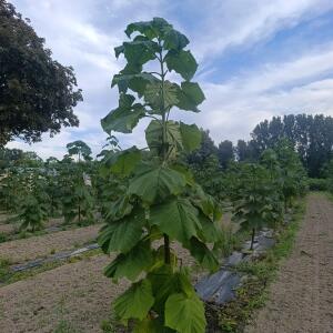Paulownia en France - 7 September 2025