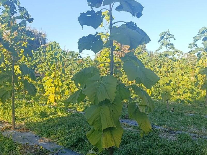 Paulownia en France
