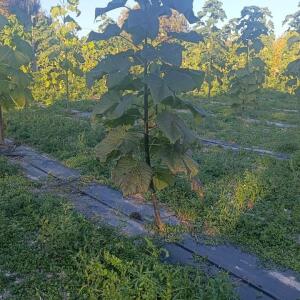 Paulownia en France - 17 October 2025