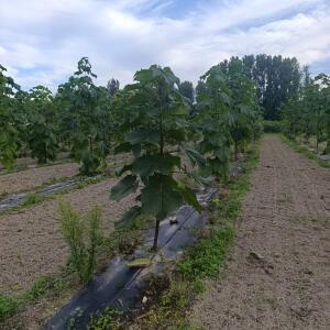 Paulownia en France - 7 September 2025