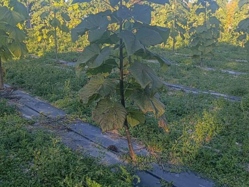Paulownia en France