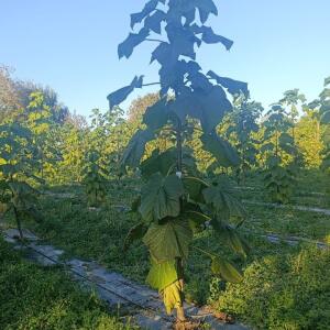 Paulownia en France - 17 October 2025