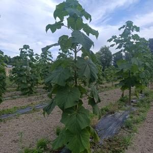 Paulownia en France - 7 September 2025